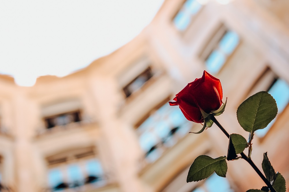 La Pedrera obre el seu cor per Sant Jordi